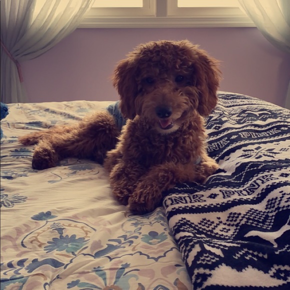 Meet your Posher, Adrianna - Picture 1 of 1